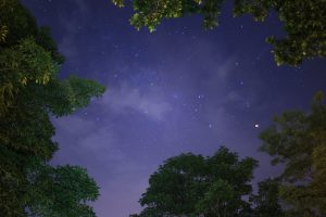 low angle photography of trees under stars at night